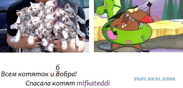 Спасение котят.