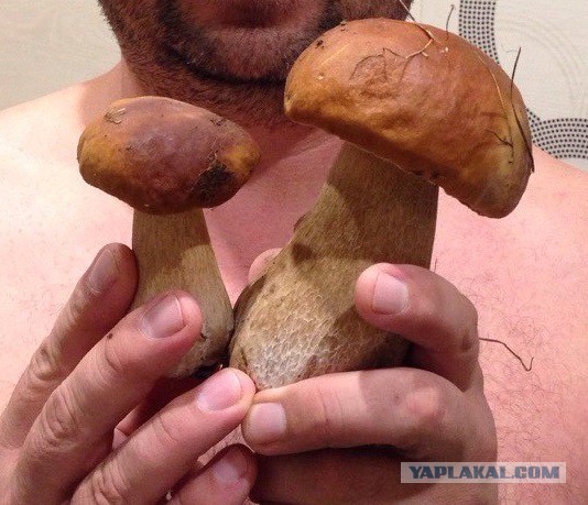 Осенний лес средней полосы