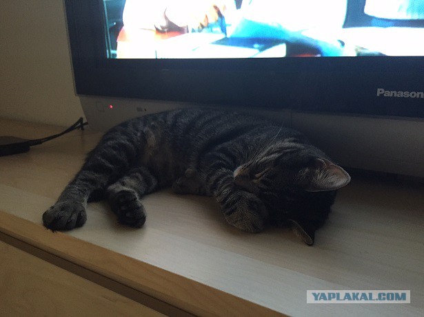 Найденыш...