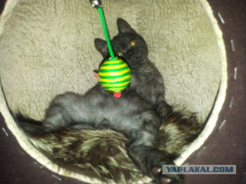 Котовторник