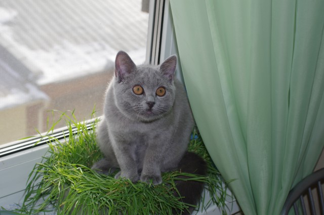 Котовторник 24.03.2015
