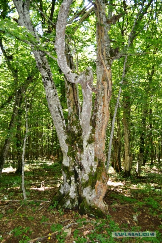 Х-Крым 15
