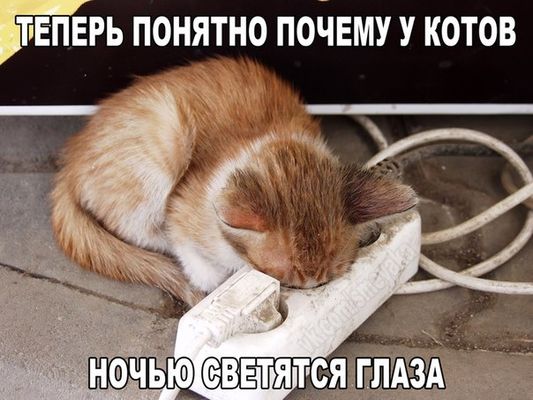 Картинки и гифки.