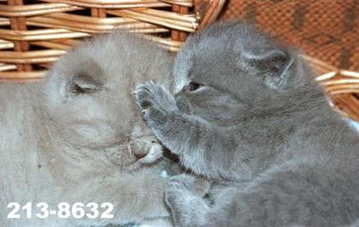 Коты, кошки, котята