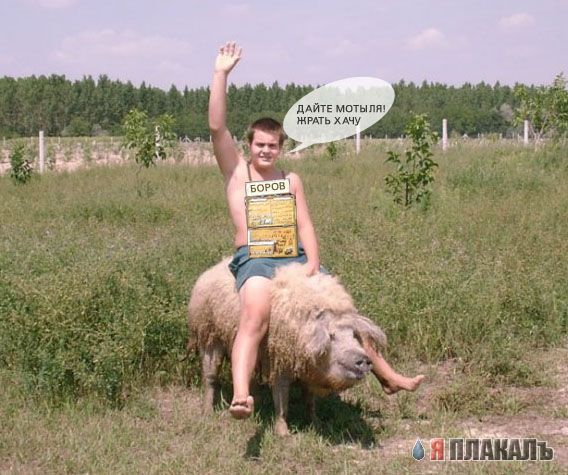 Фотожаба: Продаю матыля