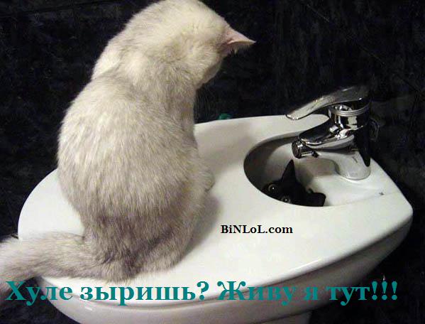 Народный котомет на фторинег