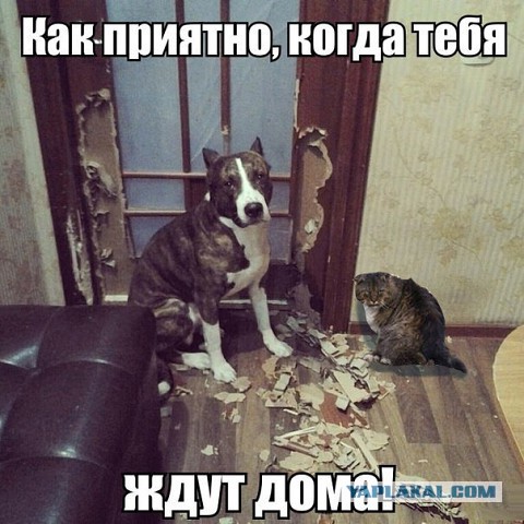 32 картинки с надписями.