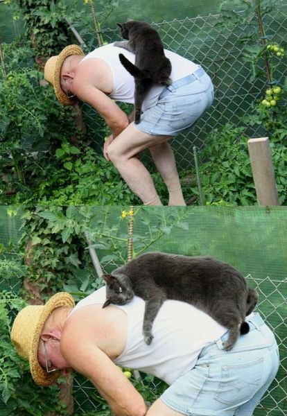 Самые смешные животные
