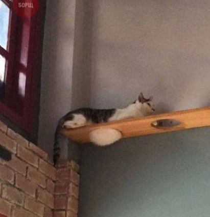 Коты из сети