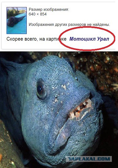 Поймали в Находке