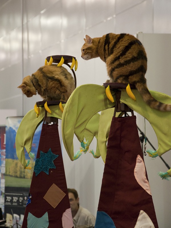 Коты и Кошки