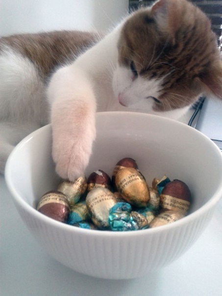 Коты и Кошки