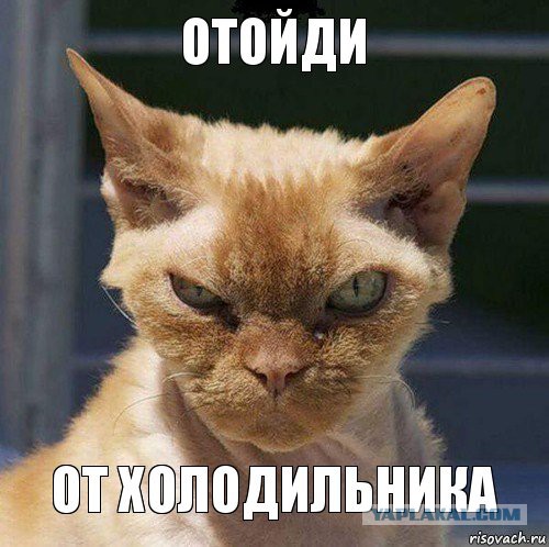 25 коварных кошек, задумавших тайно убить своих хозяев
