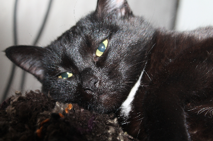 Котовторник 9.01.2018