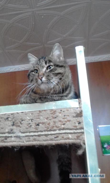 Котовторник 27.03.2018