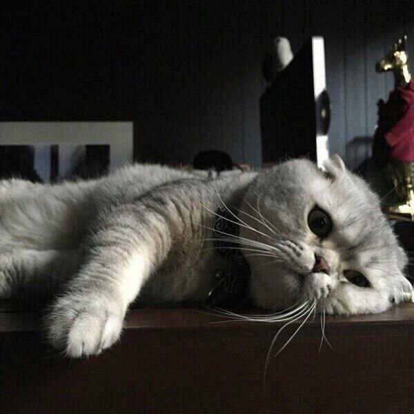 Прикольных котов пост