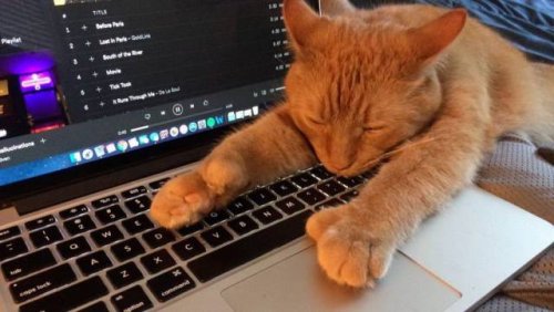 Прикольных котов пост