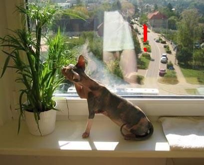 Котовторник на ЯПлакалъ (10.06.08), прикольные коты, добавляем свои!