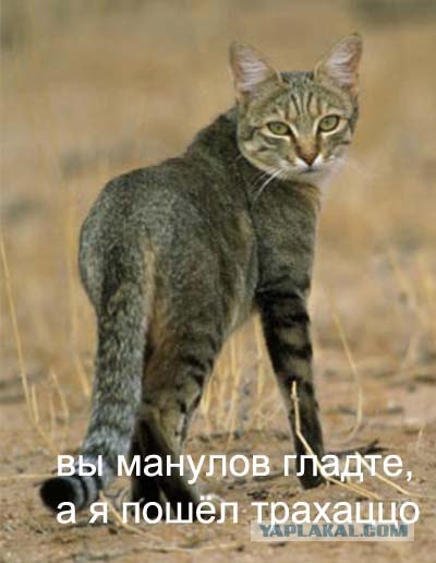 А может все-таки погладим?