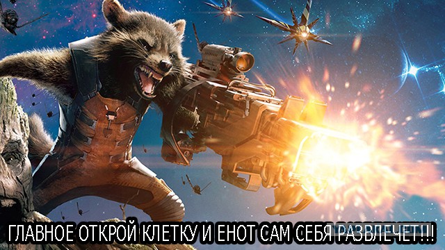 Нужно ли развлекать енота? - Конечно да!