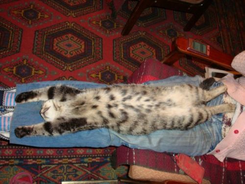 It's Catursday Fever! (Котовторник)
