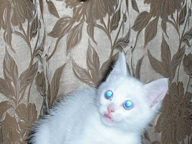 Котовторник уже сегодня!