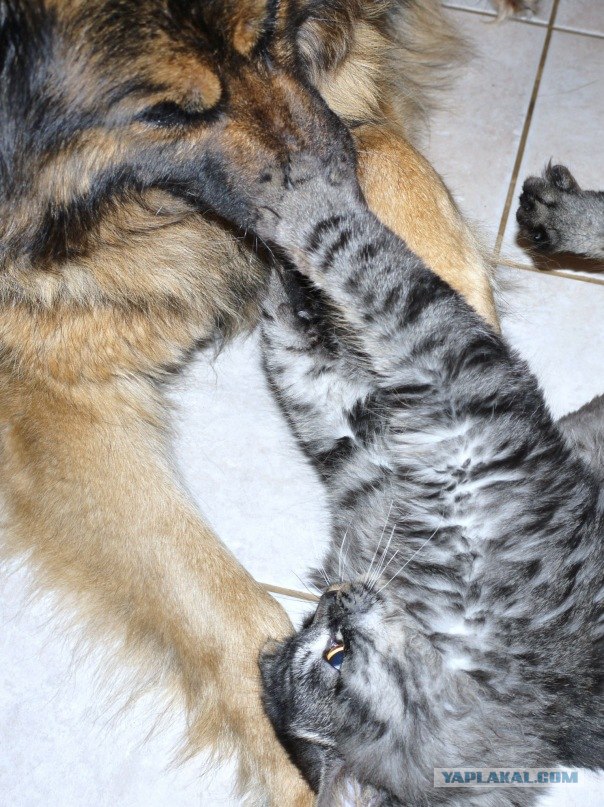 Котовторник!