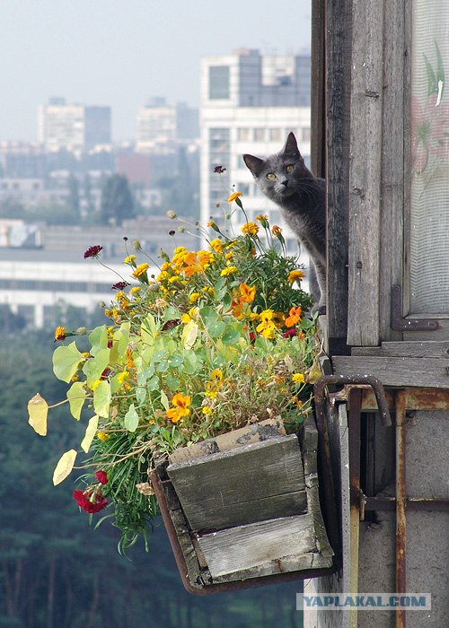 Десантный котовторник