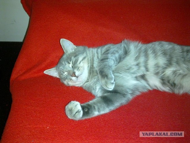 Котовторник 06.09.11