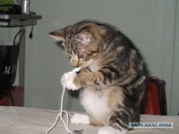 Ну и где ваш котовторник?