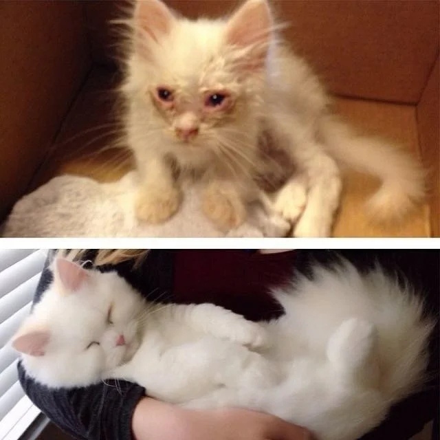 Прикольных котов пост