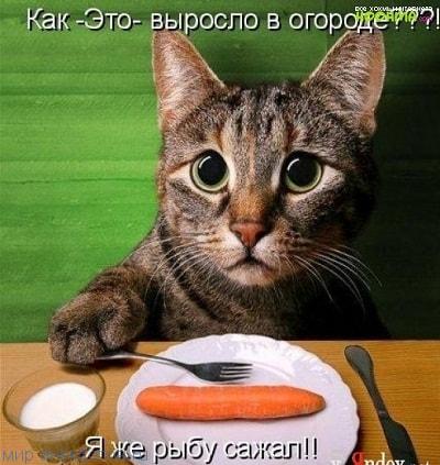 Нестандартный юмор