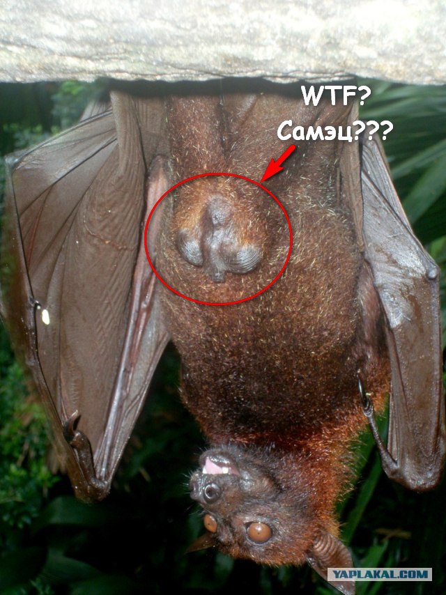 Одна из причин, почему я бы не поехал в  Перу.