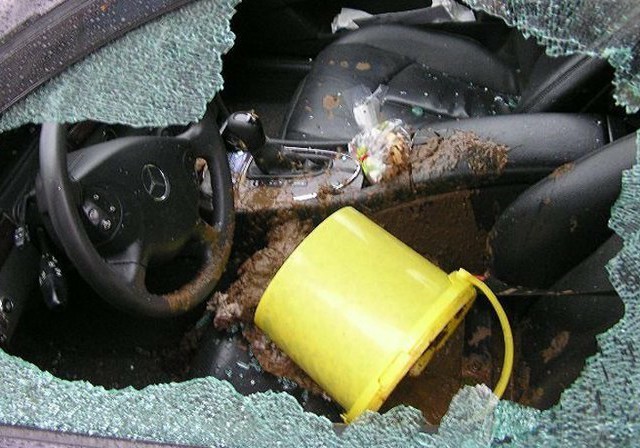 Свинтус на Калине в Краснодаре попала в объектив камеры видеонаблюдения во время излюбленного занятия.