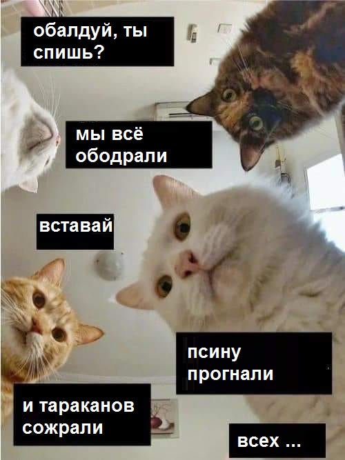 Когда слишком много времени в карантине и котов в доме. Доработка стола