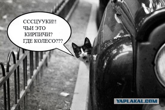 Фотожаба: Кот