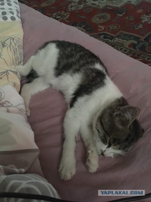 Кошка на пешеходном переходе