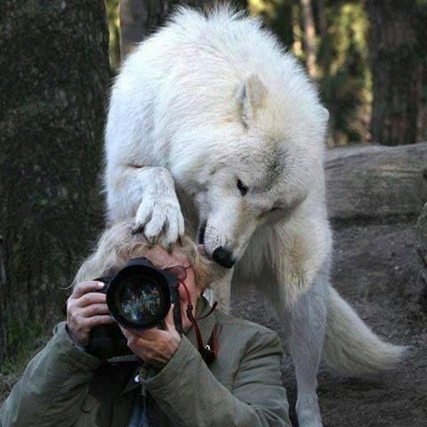 Пост шедевральной милоты: как любопытные животные мешают фотографам