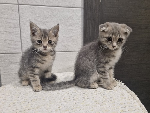 Мой самый первый КОТовторник!