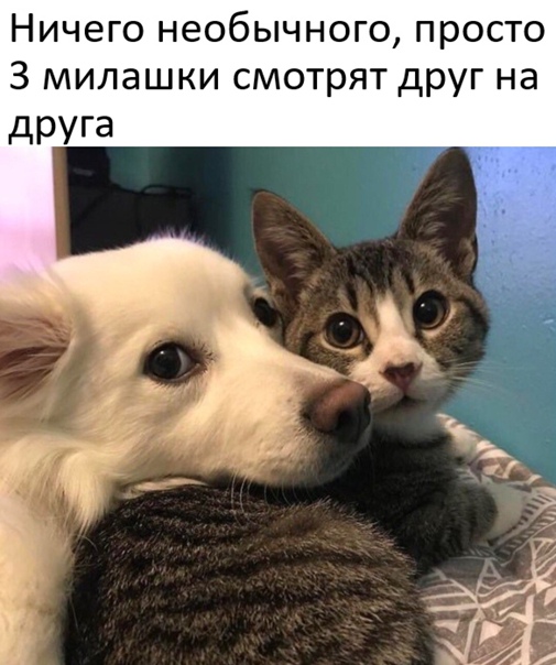 Весёлый полтишок 09.10