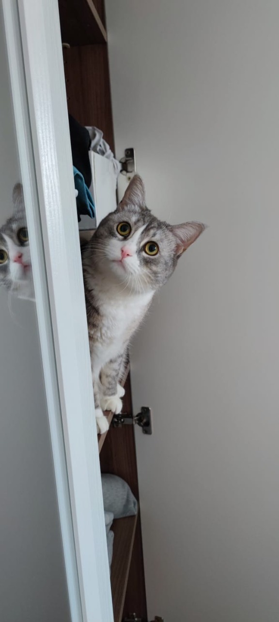 Котовторник вроде.