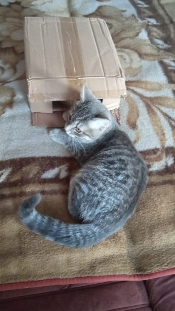 Котовторник ведь начался!