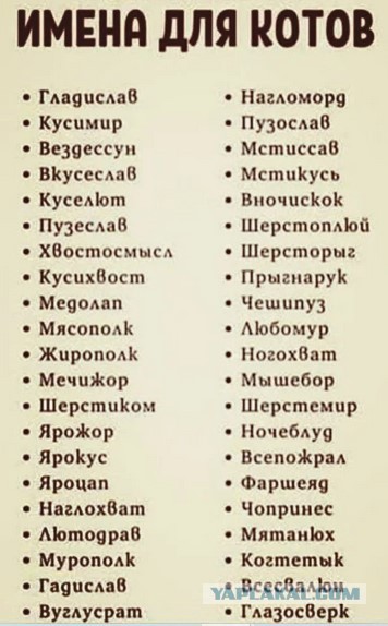 Жизнь домашнего приюта "Котоленд" 362
