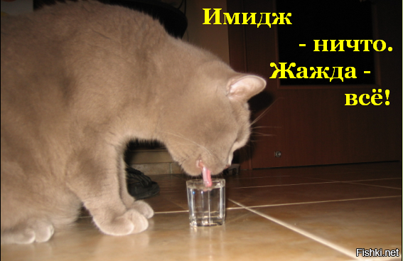В Ульяновске мужик перед Новым годом, прямо в магазине зубами откупорил бутылку виски, и за считанные секунды выпил 0.5 литра горячительного напитка