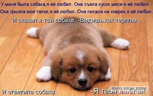 Для тех, кто решил завести лабрадора