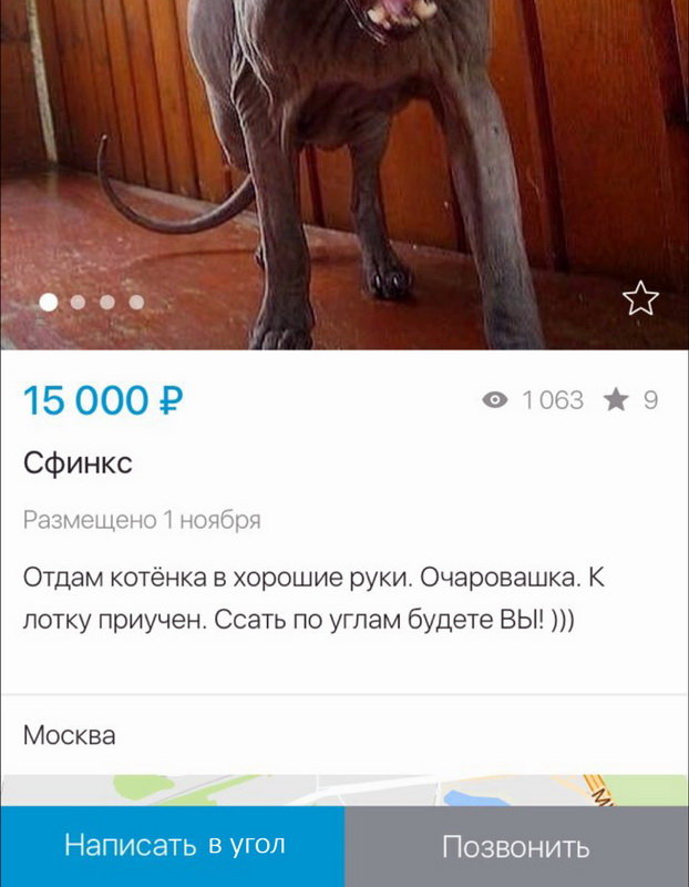 Эти кошки упрямее барана: ТОП-7 пород со скверным характером