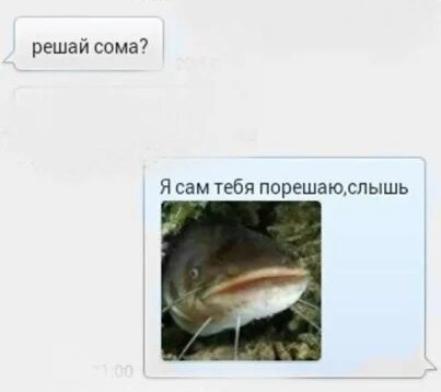 Собаки так не могут