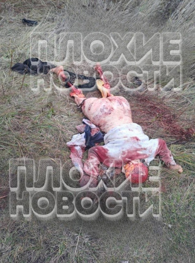 Голодные псы, растерзавшие женщину в Кимовске, приехали с хозяином из Москвы