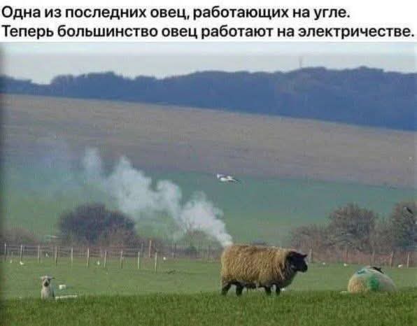 Юмор для тех, кто уже повзрослел и понял, что «свободное время» — это мираж в пустыне
