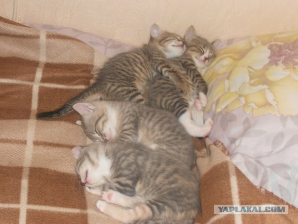 Пусть мама услышит, пусть мама придет - мимишность